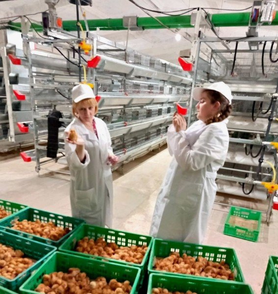 Новый птичник на 70 тысяч голов открыли на Лакинской птицефабрике